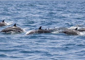 Delfin- und Walsafari an der Blumenriviera